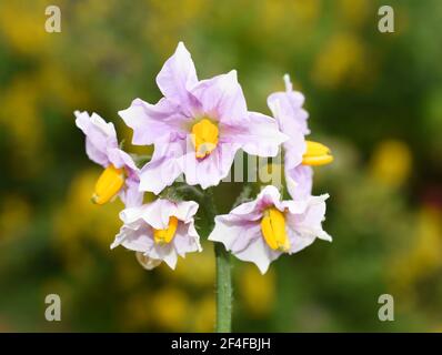 Die rosa Blüten auf der Kartoffelpflanze Solanum tuberosum Stockfoto