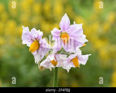 Die rosa Blüten auf der Kartoffelpflanze Solanum tuberosum Stockfoto