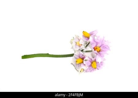 Die rosa Blüten auf der Kartoffelpflanze Solanum tuberosum isoliert auf Weißer Hintergrund Stockfoto