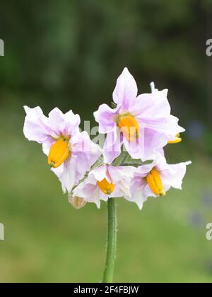 Die rosa Blüten auf der Kartoffelpflanze Solanum tuberosum Stockfoto