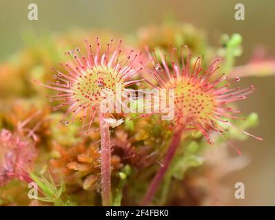 Nahaufnahme von den Blättern der Rundblättrigen Sonnentaube Drosera rotundifolia Stockfoto