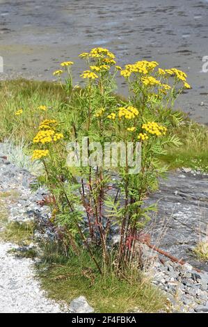 Gelbe rainfarn Tanacetum vulgare wachsenden am Meer Stockfoto
