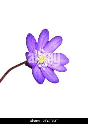 Blaue Anemone Hepatica nobilis Liverwort auf weißem Hintergrund Stockfoto