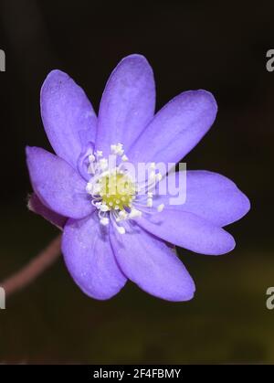 Blaue Anemone Hepatica nobilis Leberblümchen auf dunklem Hintergrund Stockfoto