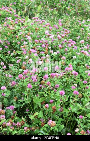 Rotklee Wildblume Trifoilum pratense wächst auf einem Feld Stockfoto