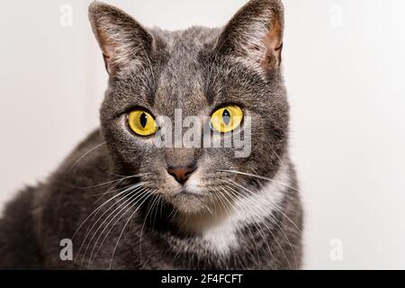 Goldäugige ovale Netzhaut einer fetten Katze mit Weiß Schnurrhaare Stockfoto