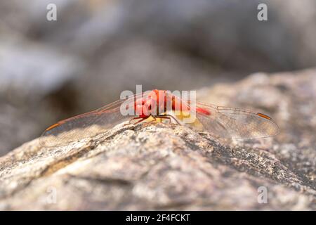 Rote Libelle, die auf einem Felsen mit gefetteten Flügeln ruht Stockfoto