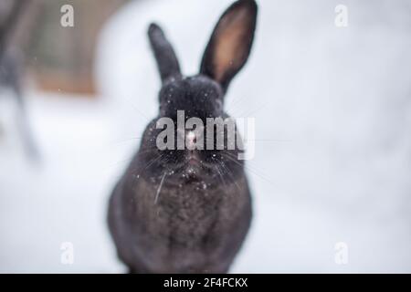 Schönes, flauschiges schwarzes Kaninchen im Winter im Park. Das Kaninchen sitzt und wartet auf Nahrung. Stockfoto