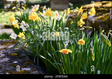 Narzissen (Narcissus), St. James Church, North Cray, Kent. VEREINIGTES KÖNIGREICH Stockfoto