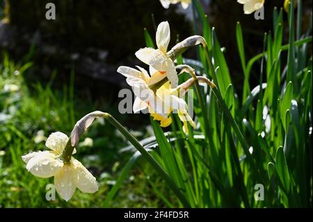 Regentropfen auf Narzissen (Narcissus), St. James Church, North Cray, Kent. VEREINIGTES KÖNIGREICH Stockfoto