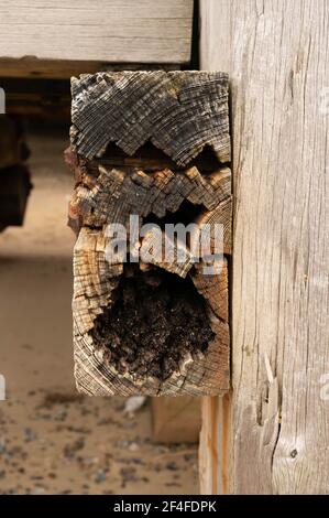 Verfallende Holzbalken am Ende eines Piers in norfolk england, wo die Salzseeluft und das Wasser alle großen Muttern und Bolzen erodiert und verrostet haben. Stockfoto