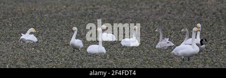 Schar von Schwanen auf Migration, ruht auf dem Feld, Tundra Swan Stockfoto