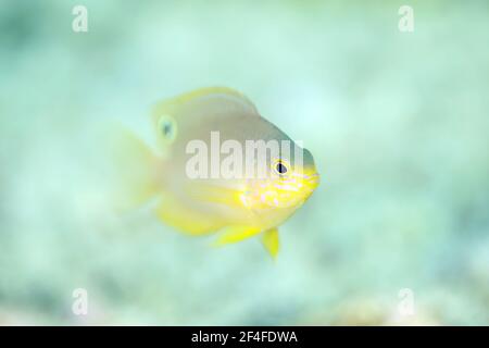 Prinzessin Damsel (Pomacentrus vaiuli), auch bekannt als Ocellate Damsel. Triton Bay, West Papua, Indonesien Stockfoto