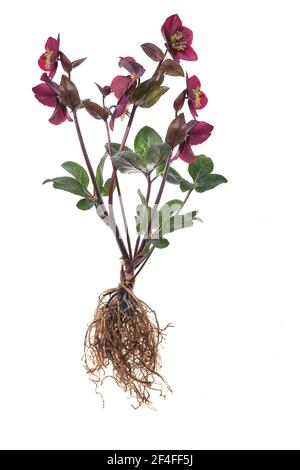 Rote Weihnachtsrose (Helleborus niger) auf weißem Grund, Deutschland Stockfoto