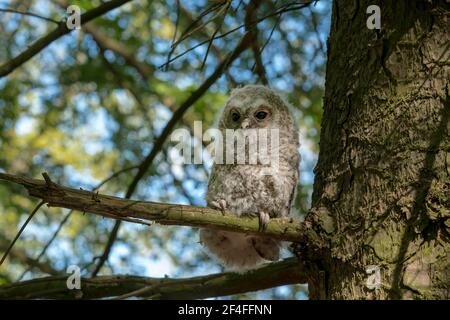 Waldkauz (Strix aluco), Zweigling, Mecklenburg-Vorpommern, Deutschland Stockfoto