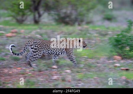 Leopard (Panthera pardus) auf der Landzoll, Samburu National Reserve, Kenia Stockfoto