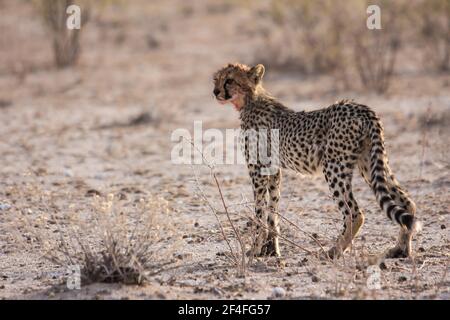 Cheetah (Acinonyx jubatus), Etosha National Park, Namibia Stockfoto