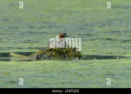 Zwergtaucher (Tachybaptus ruficollis), Nordrhein-Westfalen, Deutschland Stockfoto