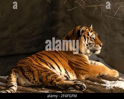 Der Amurtiger ruht nach einer Jagd. Er liegt und sonnt sich in der Frühlingssonne. Stockfoto