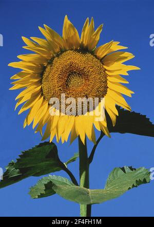 Sonnenblume (helianthus) GEGEN BLAUEN HIMMEL, OISE, FRANKREICH Stockfoto