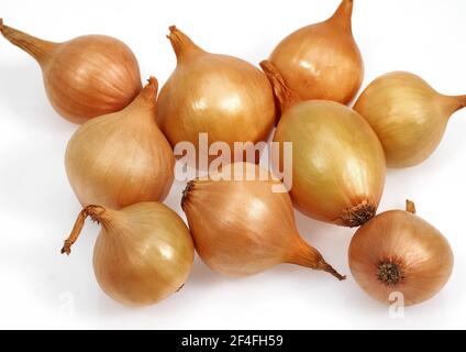 Französische Zwiebeln (allium cepa) mit dem Namen Grelot vor weißem Hintergrund Stockfoto