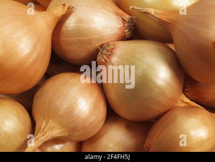 Französische Zwiebeln (allium cepa) mit dem Namen Grelot vor weißem Hintergrund Stockfoto