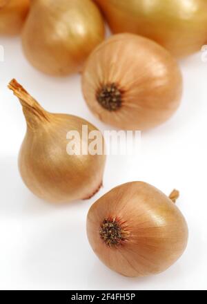 Französische Zwiebeln (allium cepa) mit dem Namen Grelot vor weißem Hintergrund Stockfoto