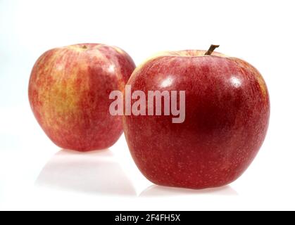 Malus domestica, Kulturapfel (Malus domestica), Apfel, Äpfel, Rosenfamilie, Royal Gala Apple, malus inländischen, kultivierten Apfel, Apfel, Äpfel Stockfoto