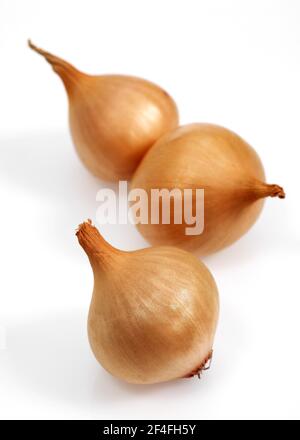 Französische Zwiebeln (allium cepa) mit dem Namen Grelot vor weißem Hintergrund Stockfoto