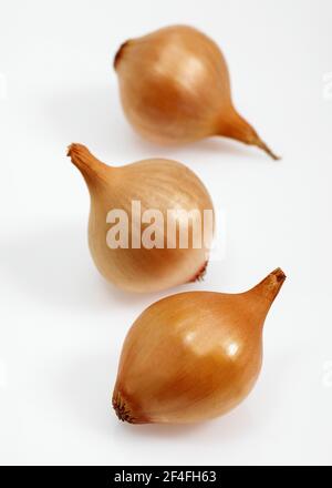 Französische Zwiebeln (allium cepa) mit dem Namen Grelot vor weißem Hintergrund Stockfoto