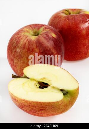 Malus domestica, Kulturapfel (Malus domestica), Apfel, Äpfel, Rosenfamilie, Royal Gala Apple, malus inländischen, kultivierten Apfel, Apfel, Äpfel Stockfoto