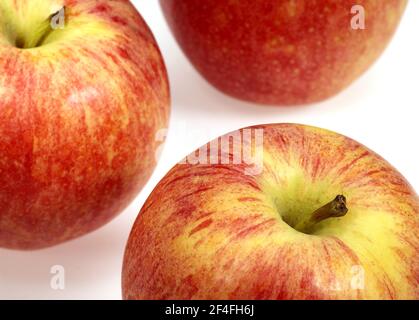 Malus domestica, Kulturapfel (Malus domestica), Apfel, Äpfel, Rosenfamilie, Royal Gala Apple, malus inländischen, kultivierten Apfel, Apfel, Äpfel Stockfoto