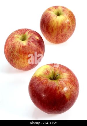 Malus domestica, Kulturapfel (Malus domestica), Apfel, Äpfel, Rosenfamilie, Royal Gala Apple, malus inländischen, kultivierten Apfel, Apfel, Äpfel Stockfoto