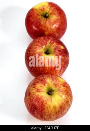 Malus domestica, Kulturapfel (Malus domestica), Apfel, Äpfel, Rosenfamilie, Royal Gala Apple, malus inländischen, kultivierten Apfel, Apfel, Äpfel Stockfoto