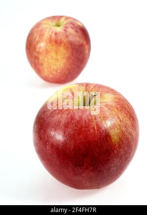 Malus domestica, Kulturapfel (Malus domestica), Apfel, Äpfel, Rosenfamilie, Royal Gala Apple, malus inländischen, kultivierten Apfel, Apfel, Äpfel Stockfoto