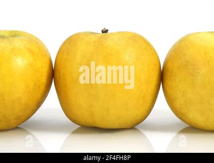 Malus domestica, kultivierter Apfel, Apfel, Äpfel, Rosenfamilie, goldene Äpfel, Malus domestica, vor weißem Hintergrund Stockfoto