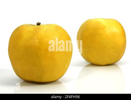 Malus domestica, kultivierter Apfel, Apfel, Rosenfamilie, GOLDEN APPLE Malus domestica vor weißem Hintergrund Stockfoto