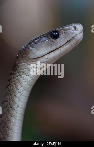 Schwarze Mamba (Dendroaspis polylepis) Stockfoto