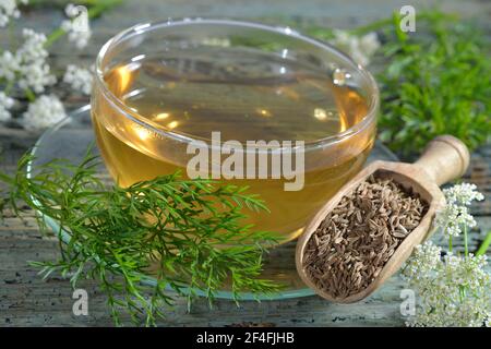 Kümmel (Carum carvi), Kümmel-Samen-Tee Stockfoto