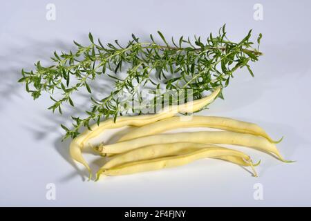 Buschbohnen, Wachsbohne, Berggold (Phaseolus vulgaris nanus) Stockfoto