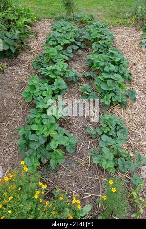 Bio-Garten mit Erdbeeren (Fragaria x ananassa) Stockfoto