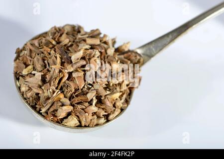 Sarsaparilla-Wurzeln (Radix sarsaparillae) (Sarsaparilla), amerikanische Sarsaparilla, Graue Sarsaparilla, mexikanische Sarsaparilla, Rote Sarsaparilla Stockfoto