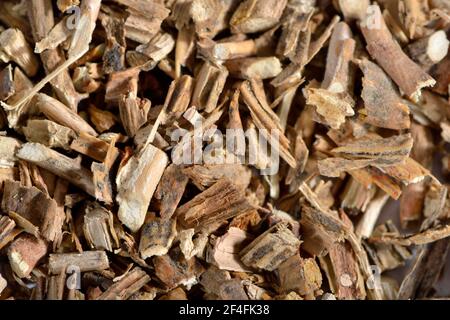 Sarsaparilla-Wurzeln (Radix sarsaparillae) (Sarsaparilla), amerikanische Sarsaparilla, Graue Sarsaparilla, mexikanische Sarsaparilla, Rote Sarsaparilla Stockfoto