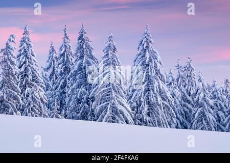 Verschneite Fichtenwälder am Ratenpass, Kanton Zug Schweiz Stockfoto