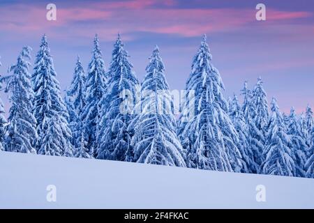 Verschneite Fichtenwälder am Ratenpass, Kanton Zug Schweiz Stockfoto