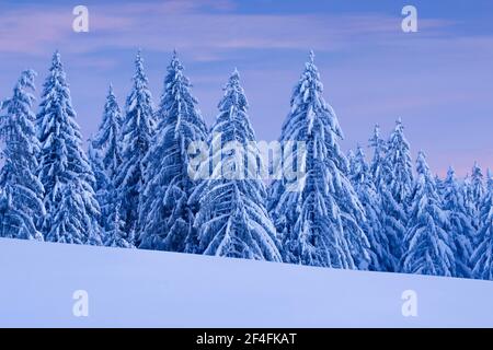 Verschneite Fichtenwälder am Ratenpass, Kanton Zug Schweiz Stockfoto