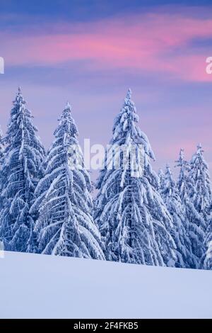 Verschneite Fichtenwälder am Ratenpass, Kanton Zug Schweiz Stockfoto