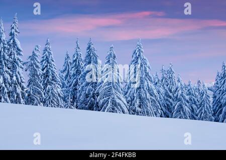 Verschneite Fichtenwälder am Ratenpass, Kanton Zug Schweiz Stockfoto