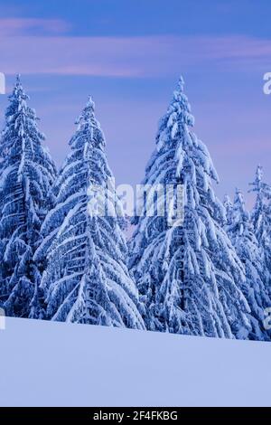 Verschneite Fichtenwälder am Ratenpass, Kanton Zug Schweiz Stockfoto