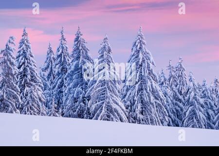 Verschneite Fichtenwälder am Ratenpass, Kanton Zug Schweiz Stockfoto